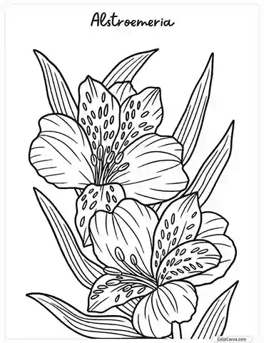 Flower Coloring Pages - Alstroemeria