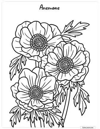 Flower Coloring Pages - Anemone