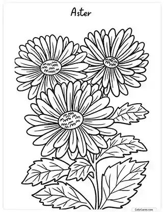 Flower Coloring Pages - Aster