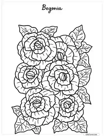 Flower Coloring Pages - Begonia