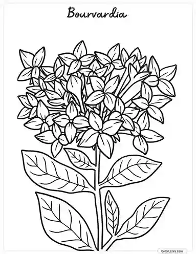 Flower Coloring Pages - Bourvadia