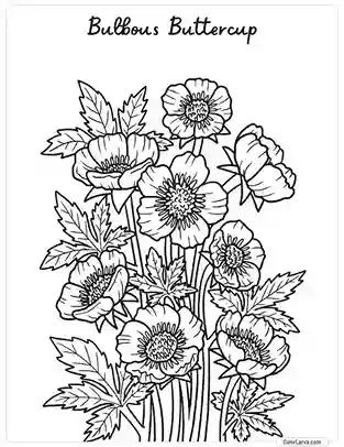 Flower Coloring Pages - Bulbous Buttercup