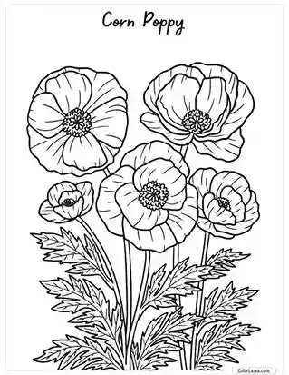 Flower Coloring Pages - Corn Poppy