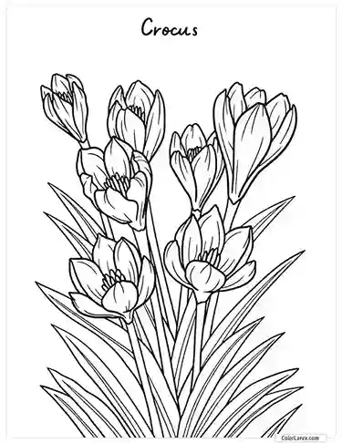 Flower Coloring Pages - Crocus