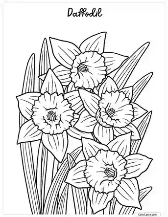 Flower Coloring Pages - Daffodil