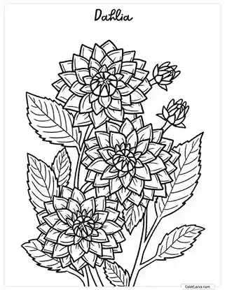 Flower Coloring Pages - Dahlia