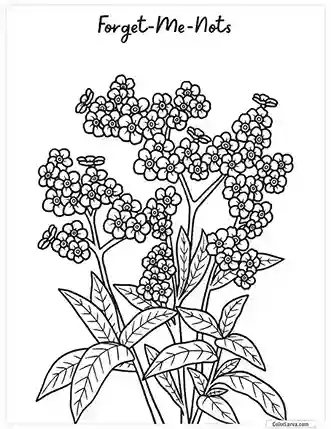 Flower Coloring Pages - Forget me Not