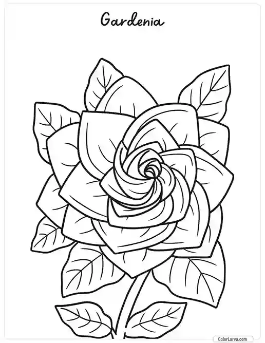 Flower Coloring Pages - Gardenia