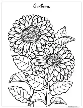 Flower Coloring Pages - Gerbera