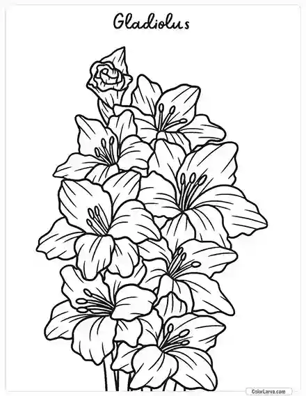 Flower Coloring Pages - Gladiolus