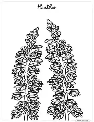 Flower Coloring Pages - Heather