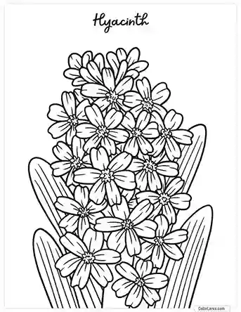 Flower Coloring Pages - Hyacinth