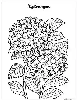 Flower Coloring Pages - Hydrangea