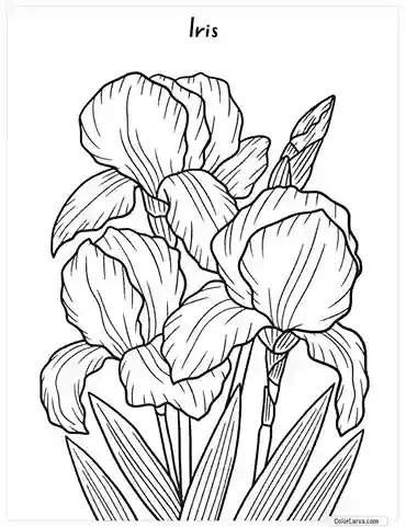 Flower Coloring Pages - Iris