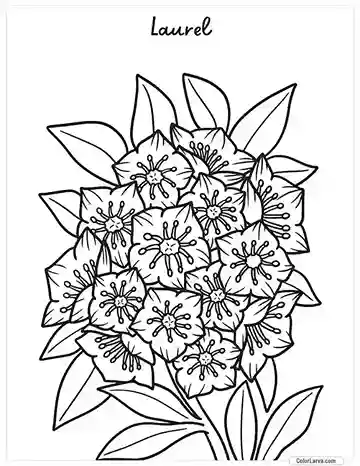 Flower Coloring Pages - Laurel