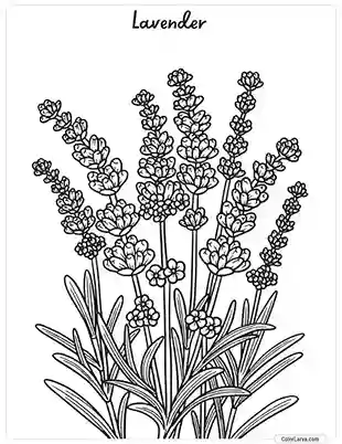 Flower Coloring Pages - Lavender