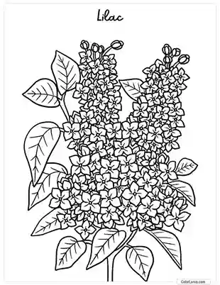 Flower Coloring Pages - Lilac