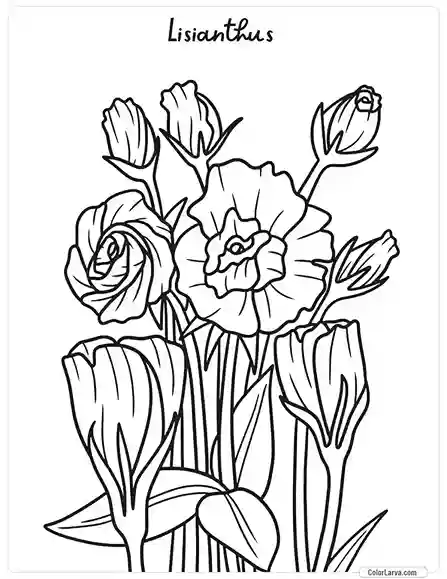 Flower Coloring Pages - Lisianthus