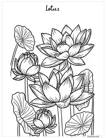 Flower Coloring Pages - Lotus