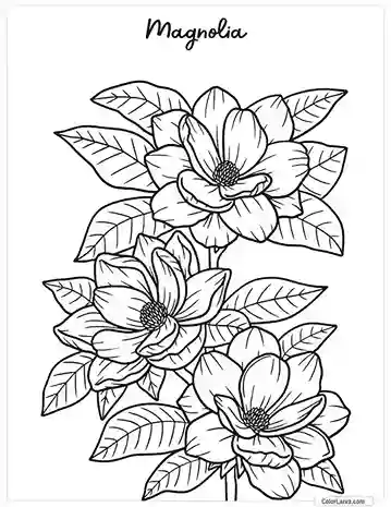 Flower Coloring Pages - Magnolia