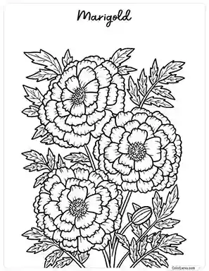 Flower Coloring Pages - Marigold