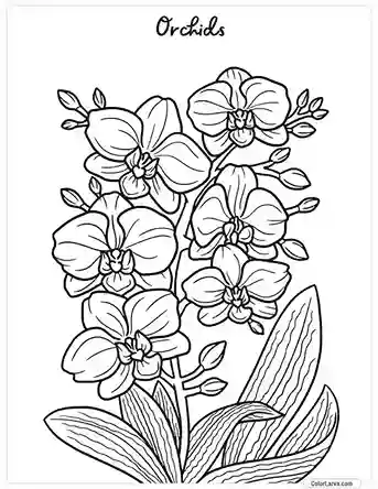 Flower Coloring Pages - Orchids