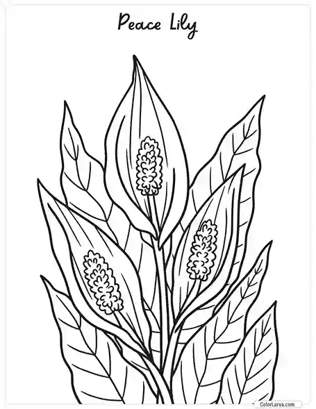 Flower Coloring Pages - Peace Lily