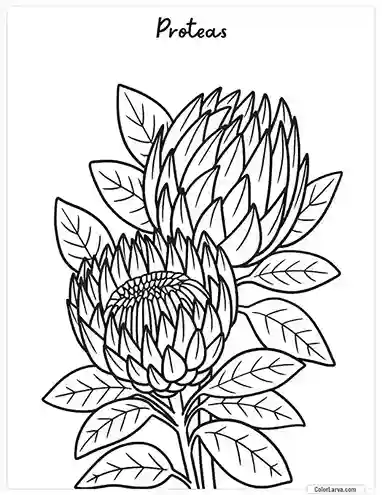 Flower Coloring Pages - Proteas