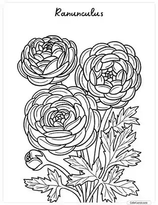 Flower Coloring Pages - Ranunculus