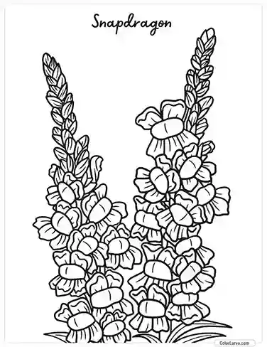 Flower Coloring Pages - Snapdragon