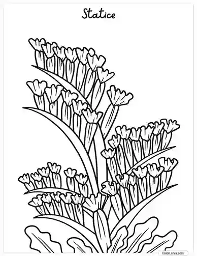 Flower Coloring Pages - Statice