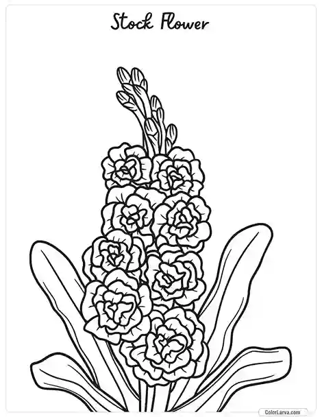 Flower Coloring Pages - Stock Flower