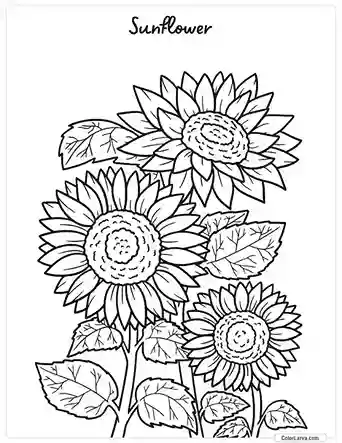 Flower Coloring Pages - Sunflower