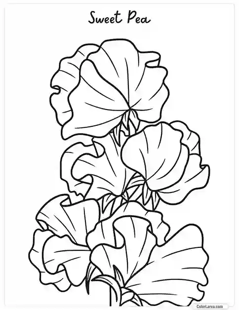 Flower Coloring Pages - Sweet Pea