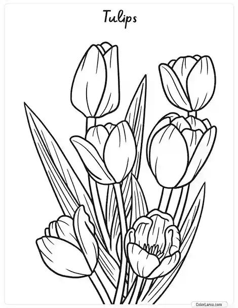 Flower Coloring Pages - Tulips