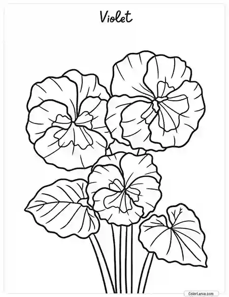 Flower Coloring Pages - Violet