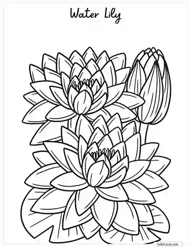 Flower Coloring Pages - Water Lily