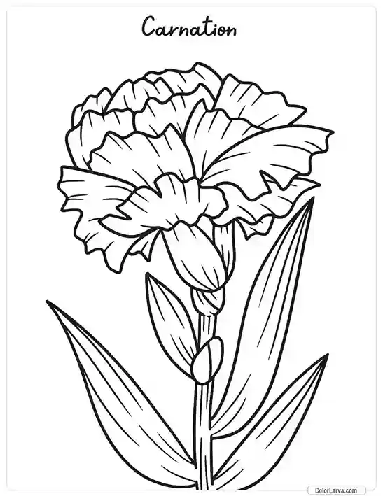 Flower Coloring Pages - carnation